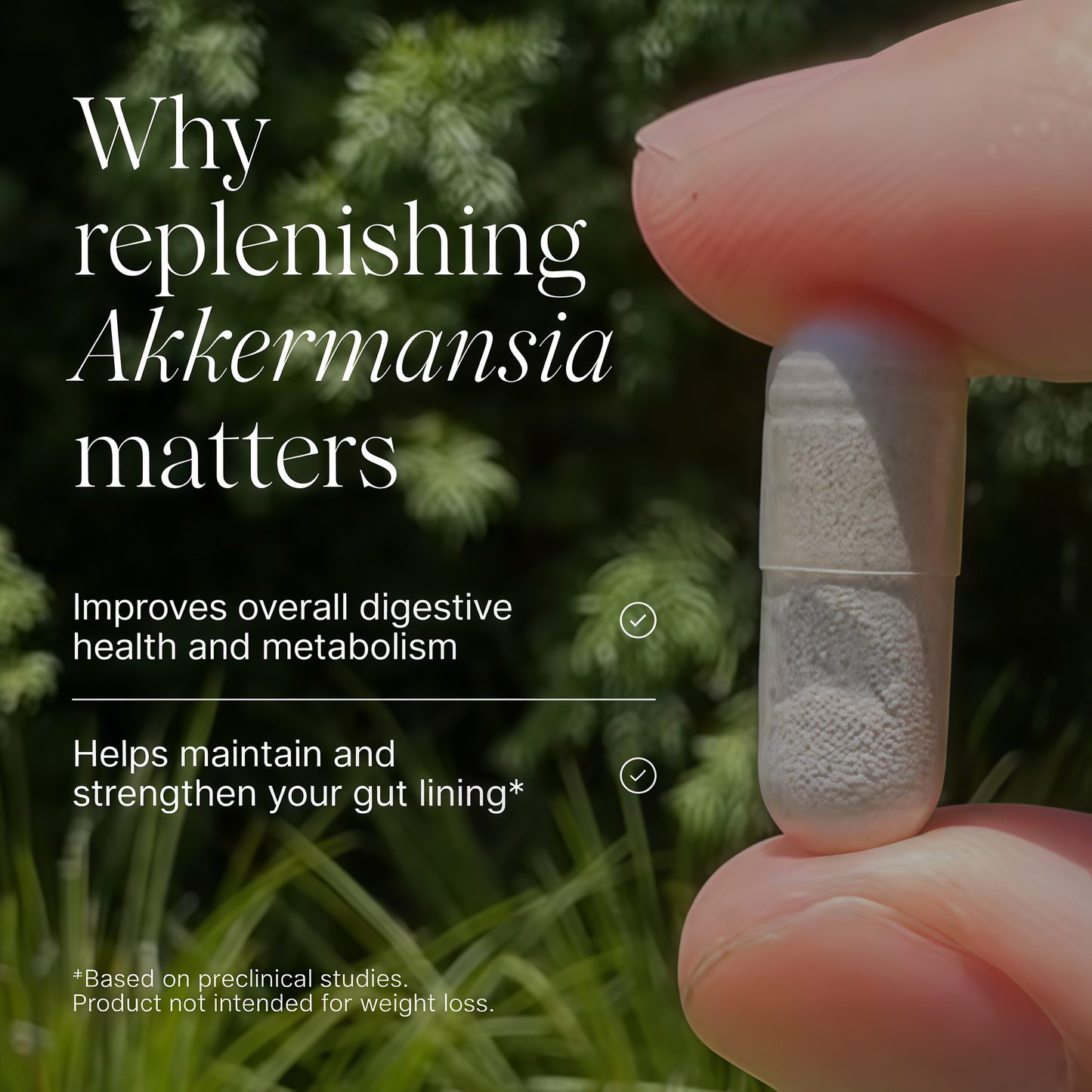 Pendulum Akkermansia Probiotic with Prebiotic Fiber - Increases GLP-1 Production, Delayed Release, Third-Party Tested, 100M AFU Live Strain for Gut Health for Men & Women (90 Capsules, 1-Pack)