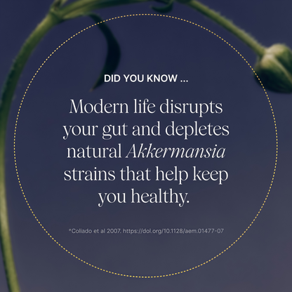 Pendulum Akkermansia Probiotic with Prebiotic Fiber - Increases GLP-1 Production, Delayed Release, Third-Party Tested, 100M AFU Live Strain for Gut Health for Men & Women (90 Capsules, 1-Pack)